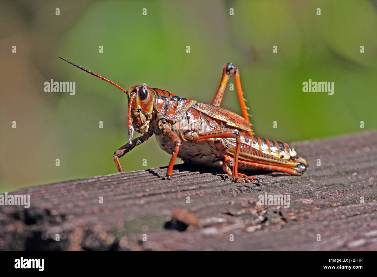 grasshopper eastern heupferd lubber romaleo microptera florida heupferd eastern Stock Photo