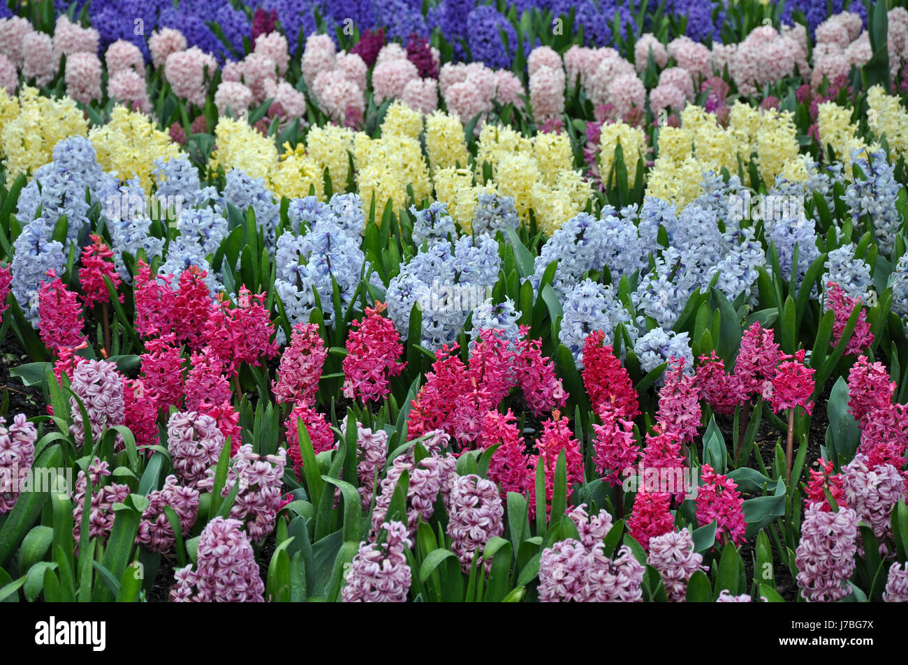 Colorful rows of spring hyacinth flowers Stock Photo - Alamy