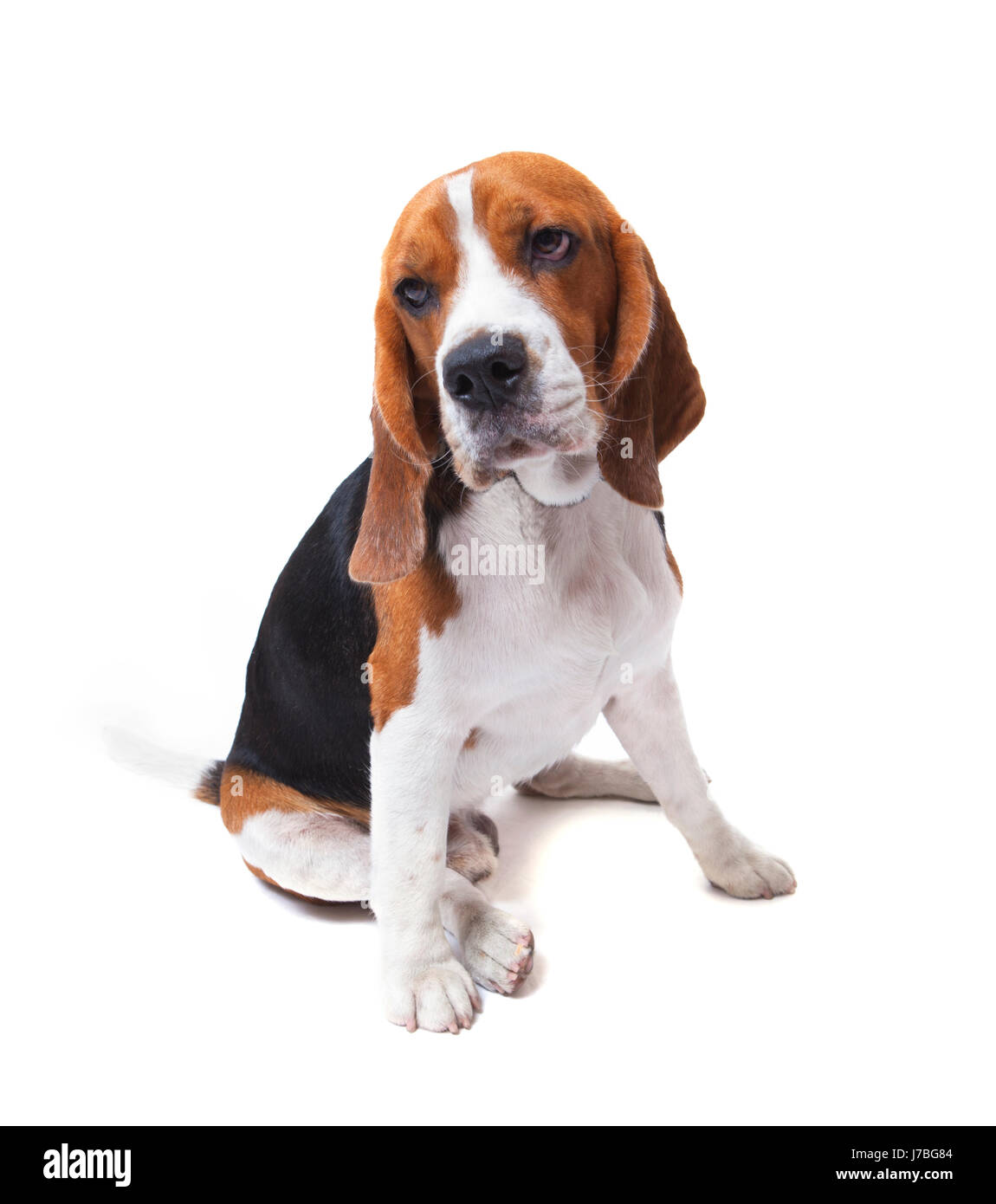 face of beagle dog on white background use for pets theme Stock Photo