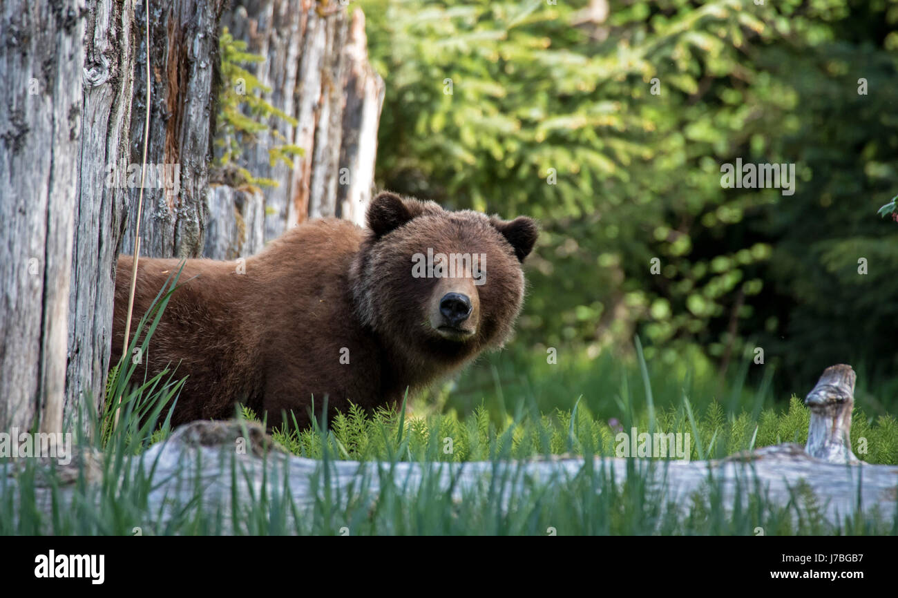 Brown Bear in Alaska Stock Photo - Alamy