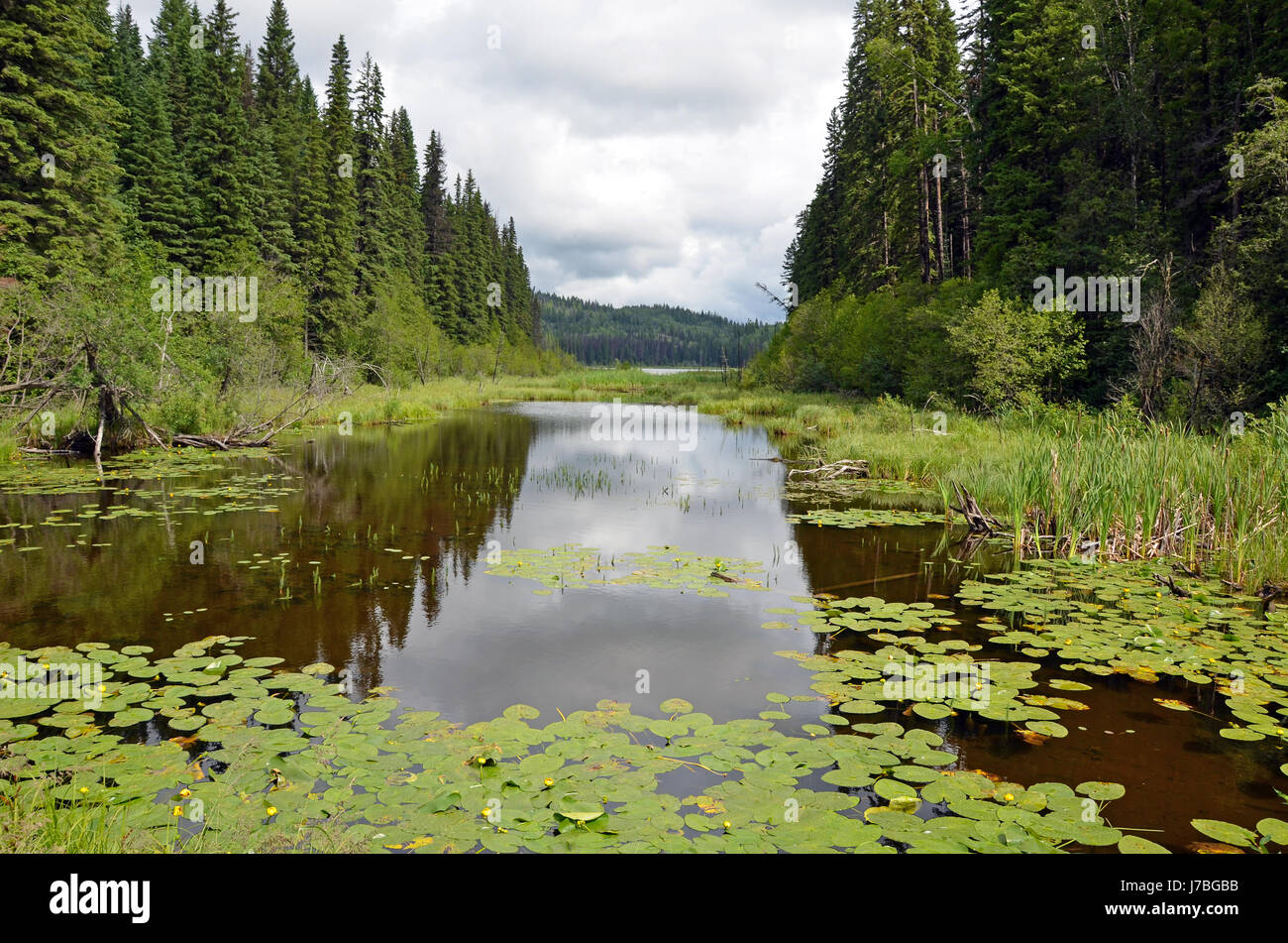 Lilypads in pond hi-res stock photography and images - Alamy