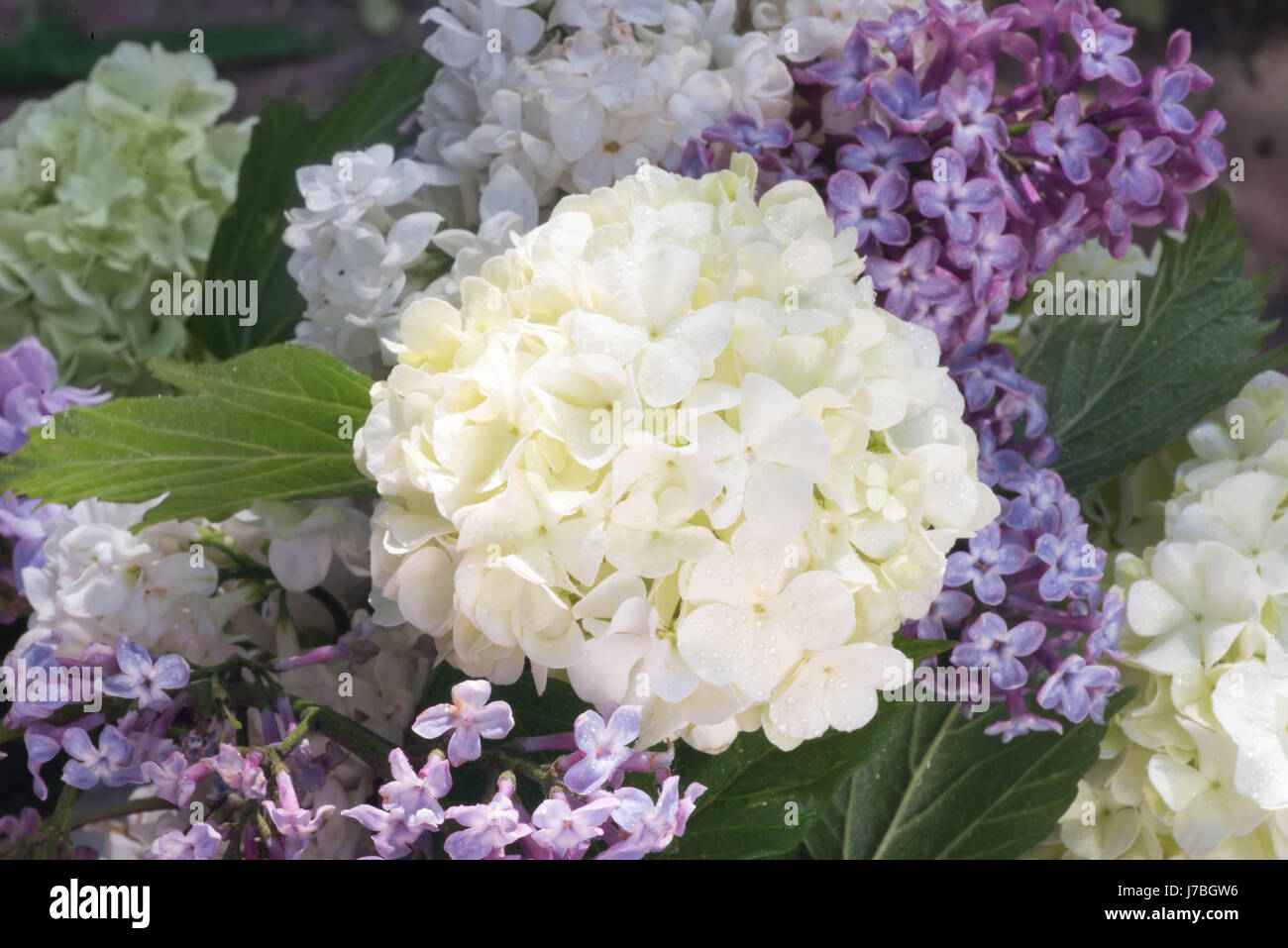 closeup to hydrangea and lilac flowers Stock Photo