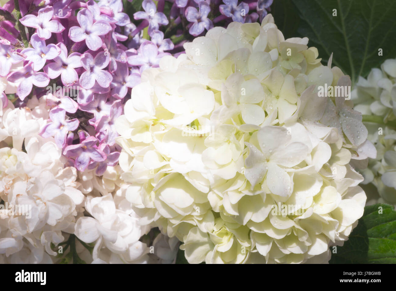 closeup to hydrangea and lilac flowers Stock Photo