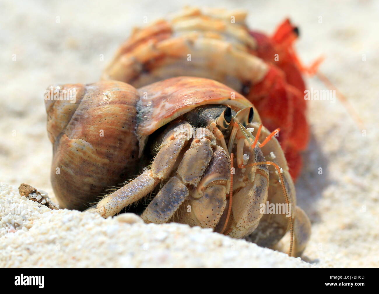 scrabble crawling asia eye organ antenna cancer crab leg hermit crab