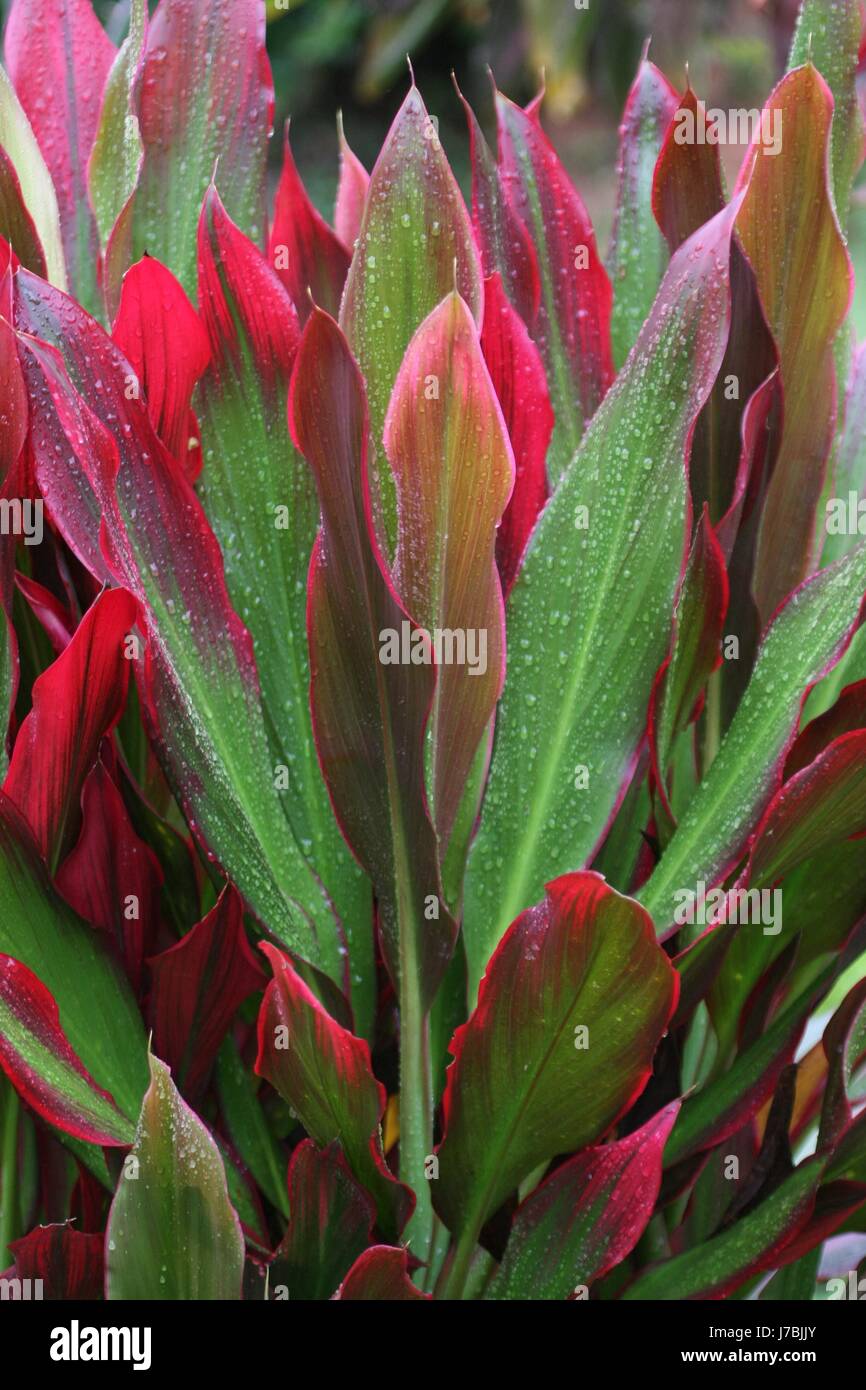 indonesia indoor plant indonesia indoor plant keulenlilie cordyline fruticosa Stock Photo