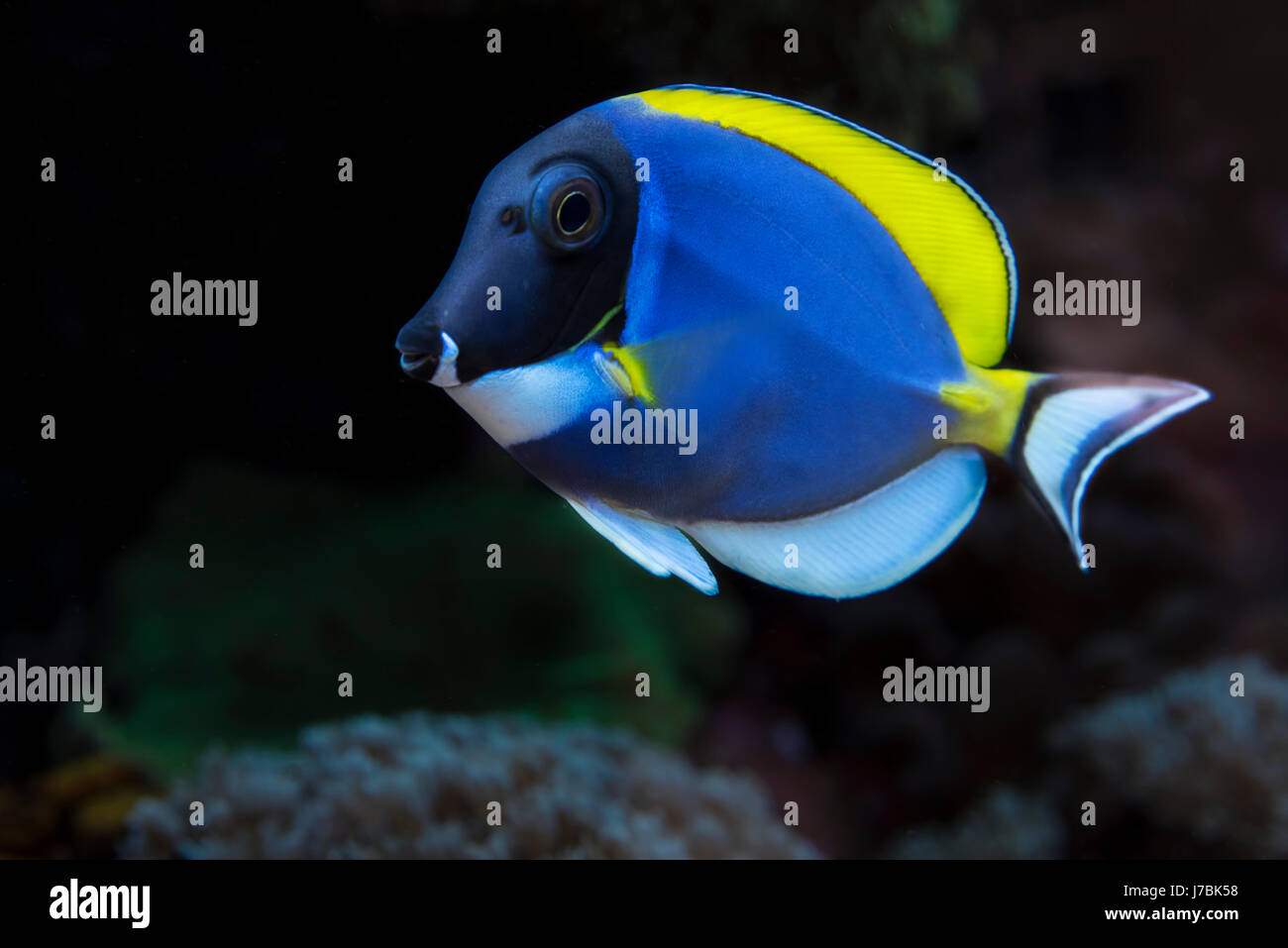 Fish is kind of cichlids swimming in water Stock Photo