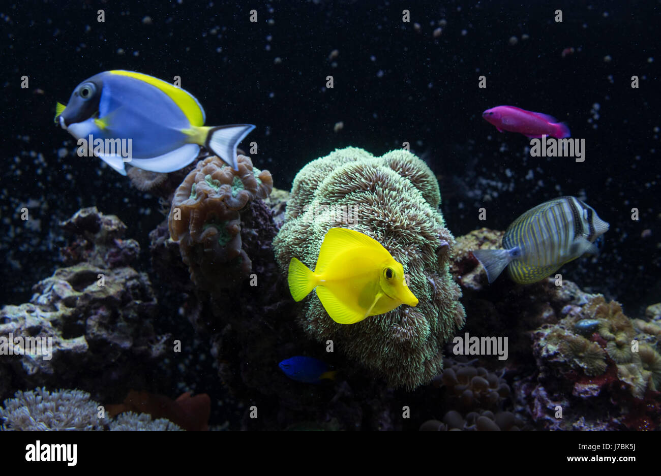 Fish is kind of cichlids swimming in water Stock Photo
