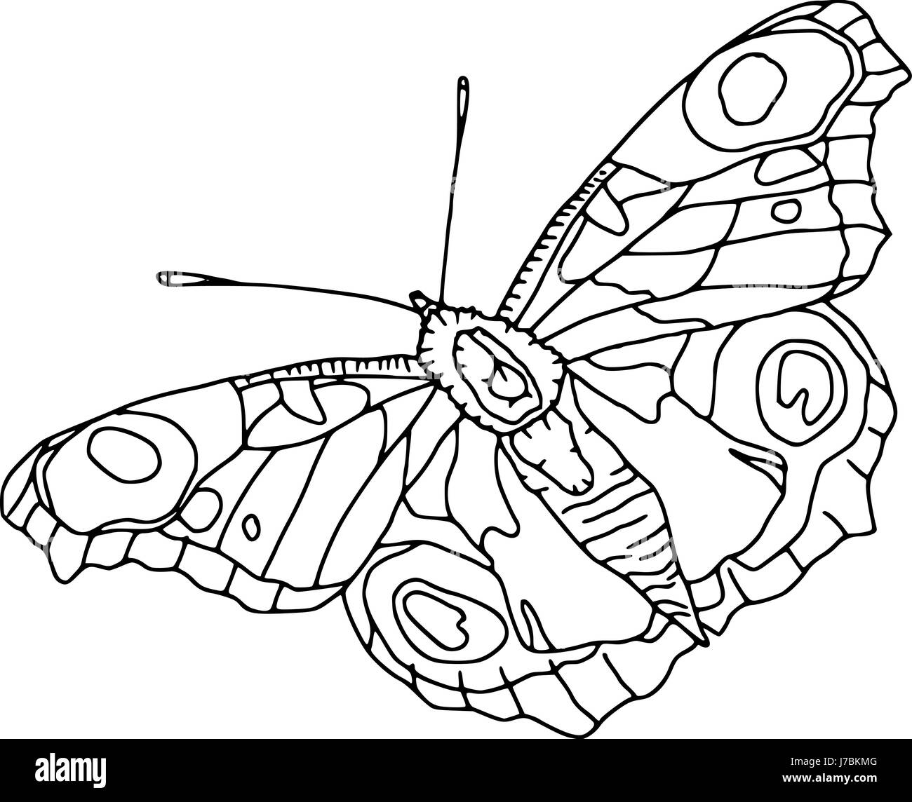 Butterfly Cartoon Black And White Stock Photos Images Alamy