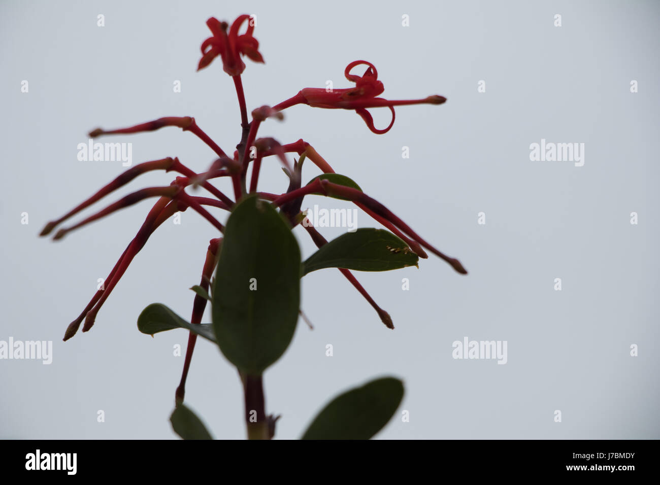 Chilean fire bush flower (Embothrium coccineum) against blue sky Stock Photo
