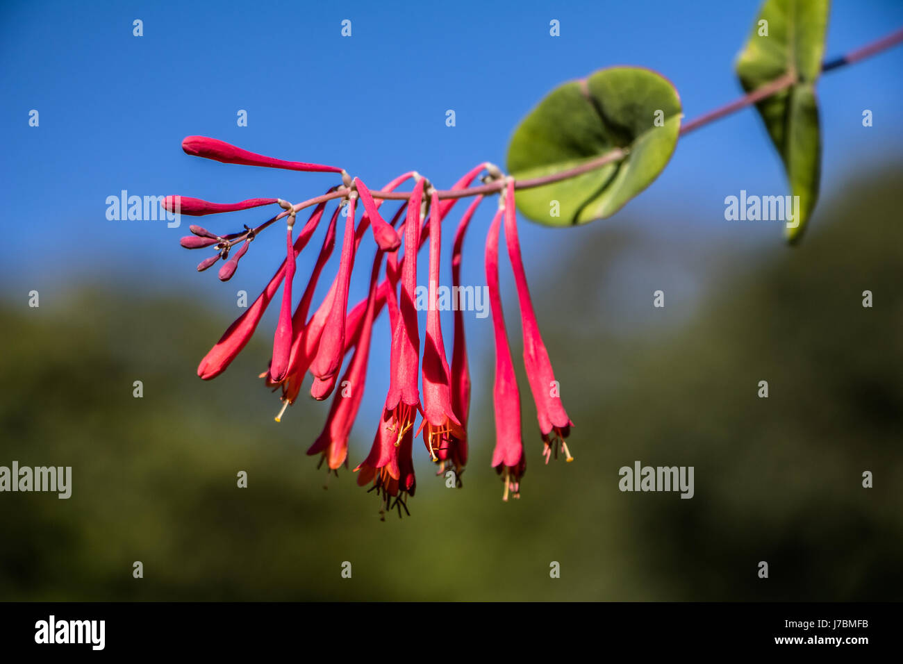 Trumpet Honeysuckle (Lonicera sempervirens)against) the sky Stock Photo