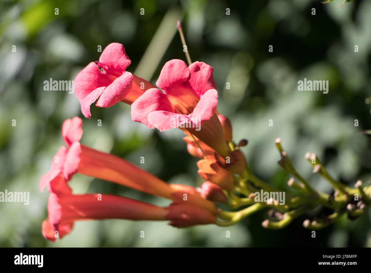 Trumpet vine flowers (Campsis radicans) Stock Photo