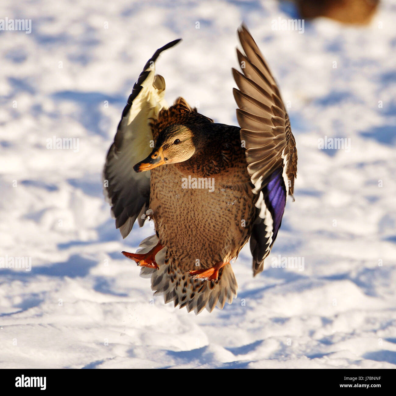 fauna hunter duck crossword emblem crossing rubber duck hunting chase