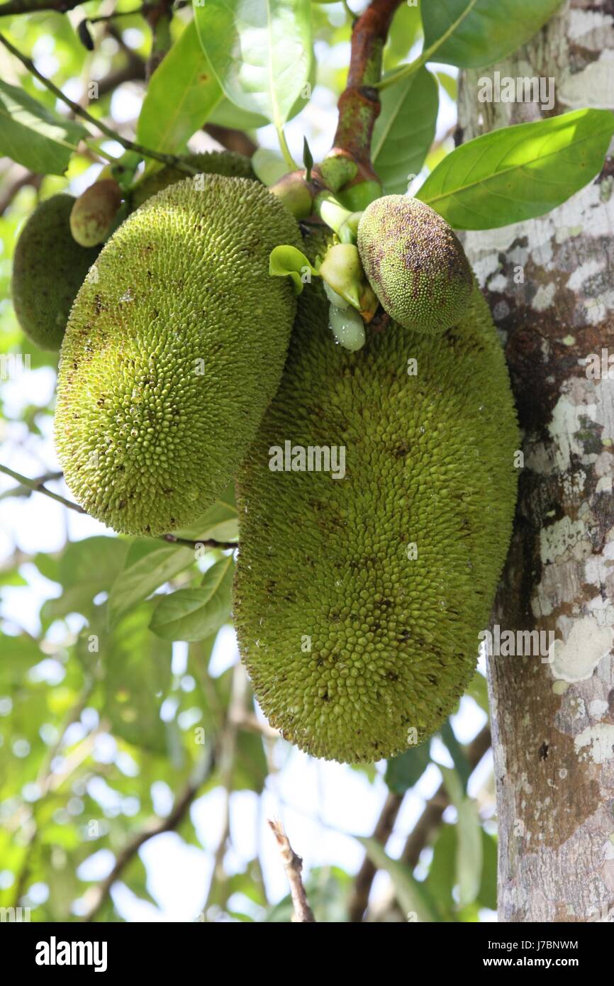 fruit indonesia fruit jackfrucht jackfruit jakobsfrucht artocarpus