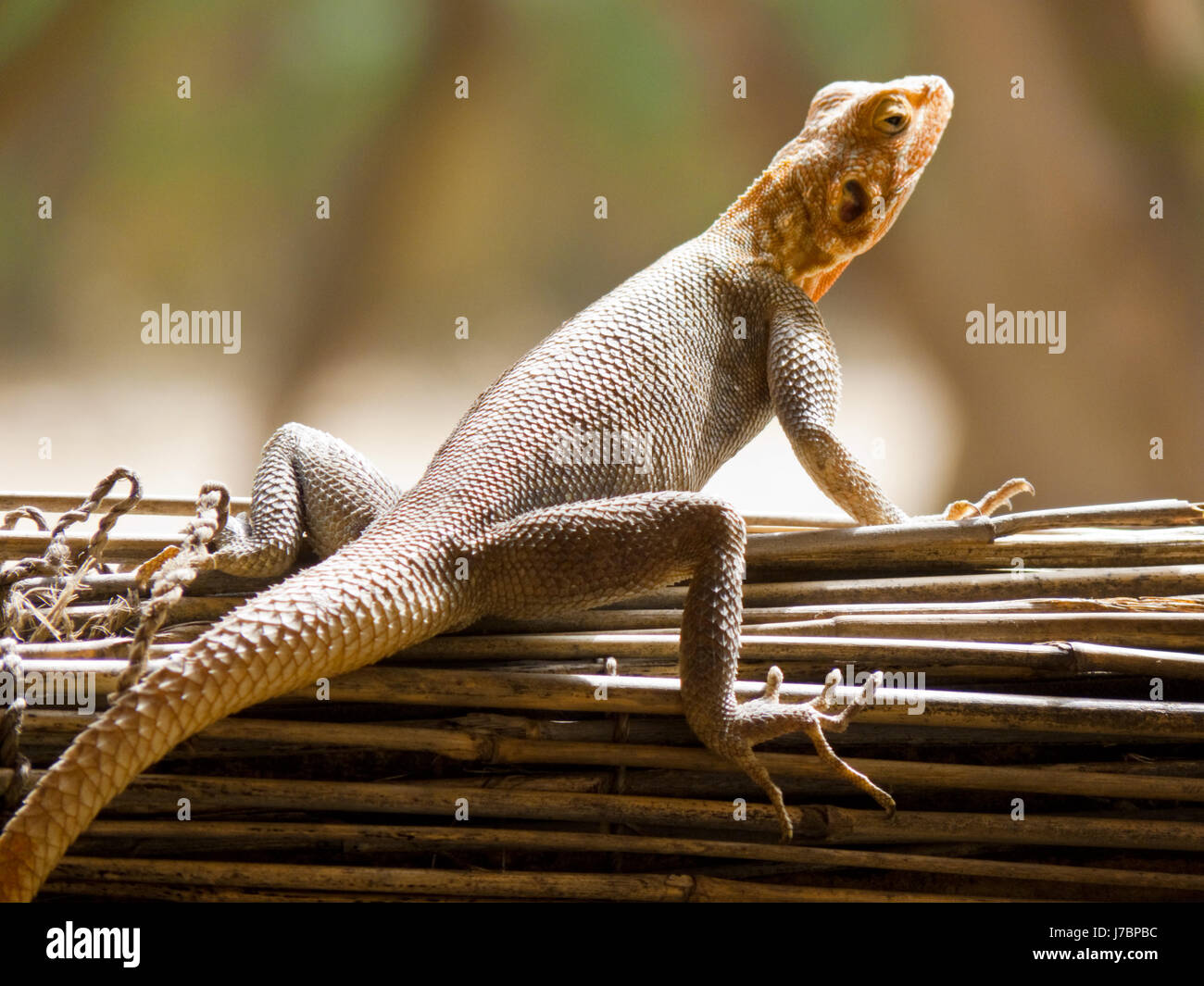 gecko cameroon brown brownish brunette africa hovel gecko straw cameroon yellow Stock Photo