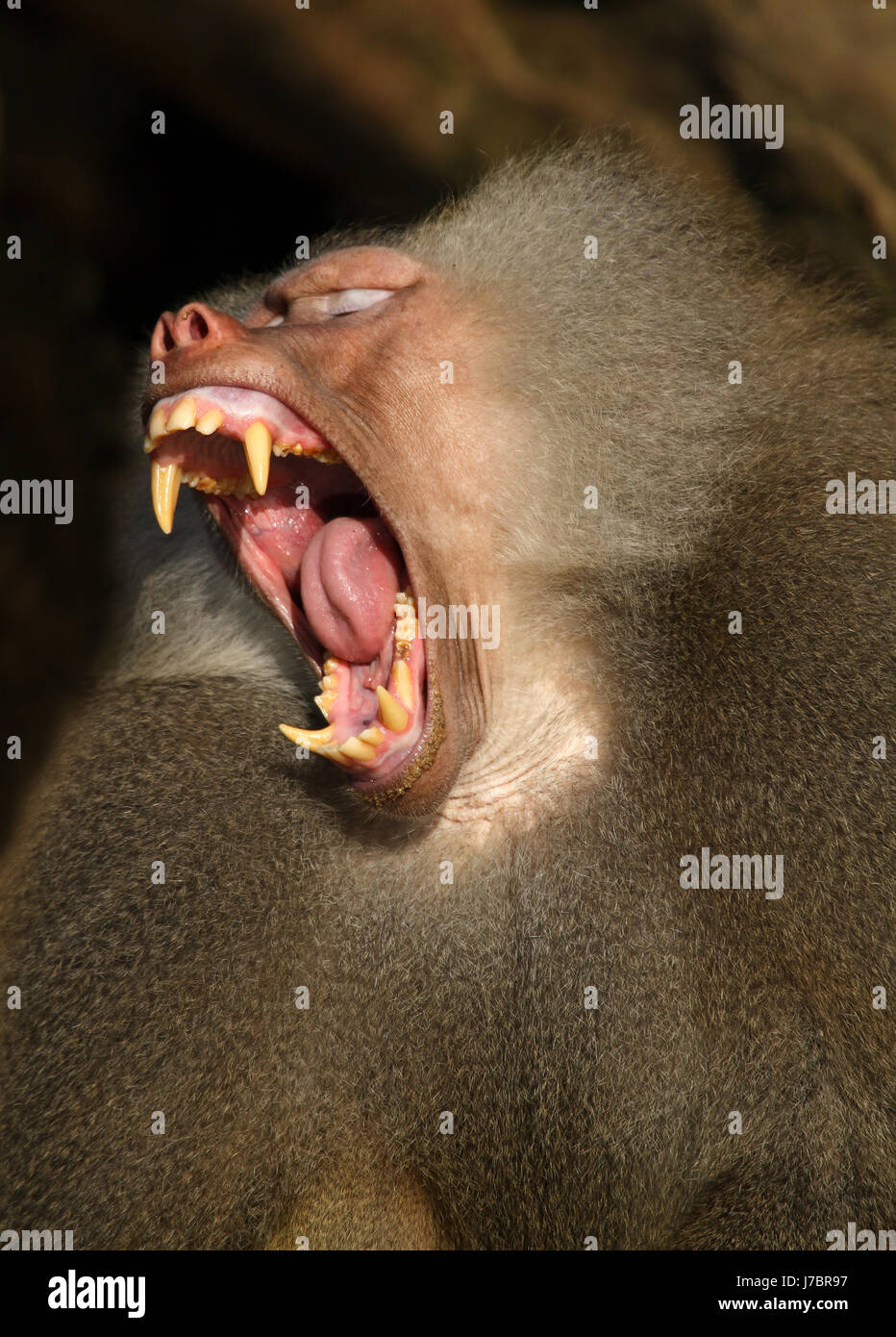 mammal teeth monkey baboon fence primates fire arm certificate dangerous mammal Stock Photo
