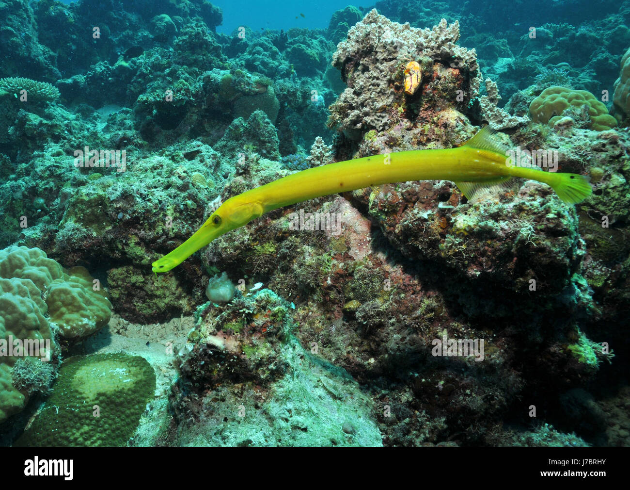 indonesia fish atoll reef philippines corals coral indonesia fish maldives Stock Photo