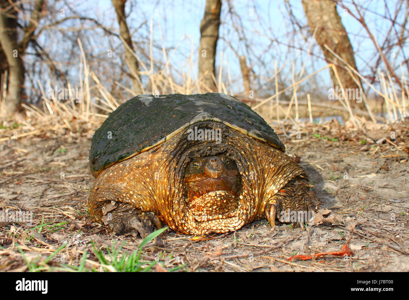Snapping turtle macro hi-res stock photography and images - Alamy