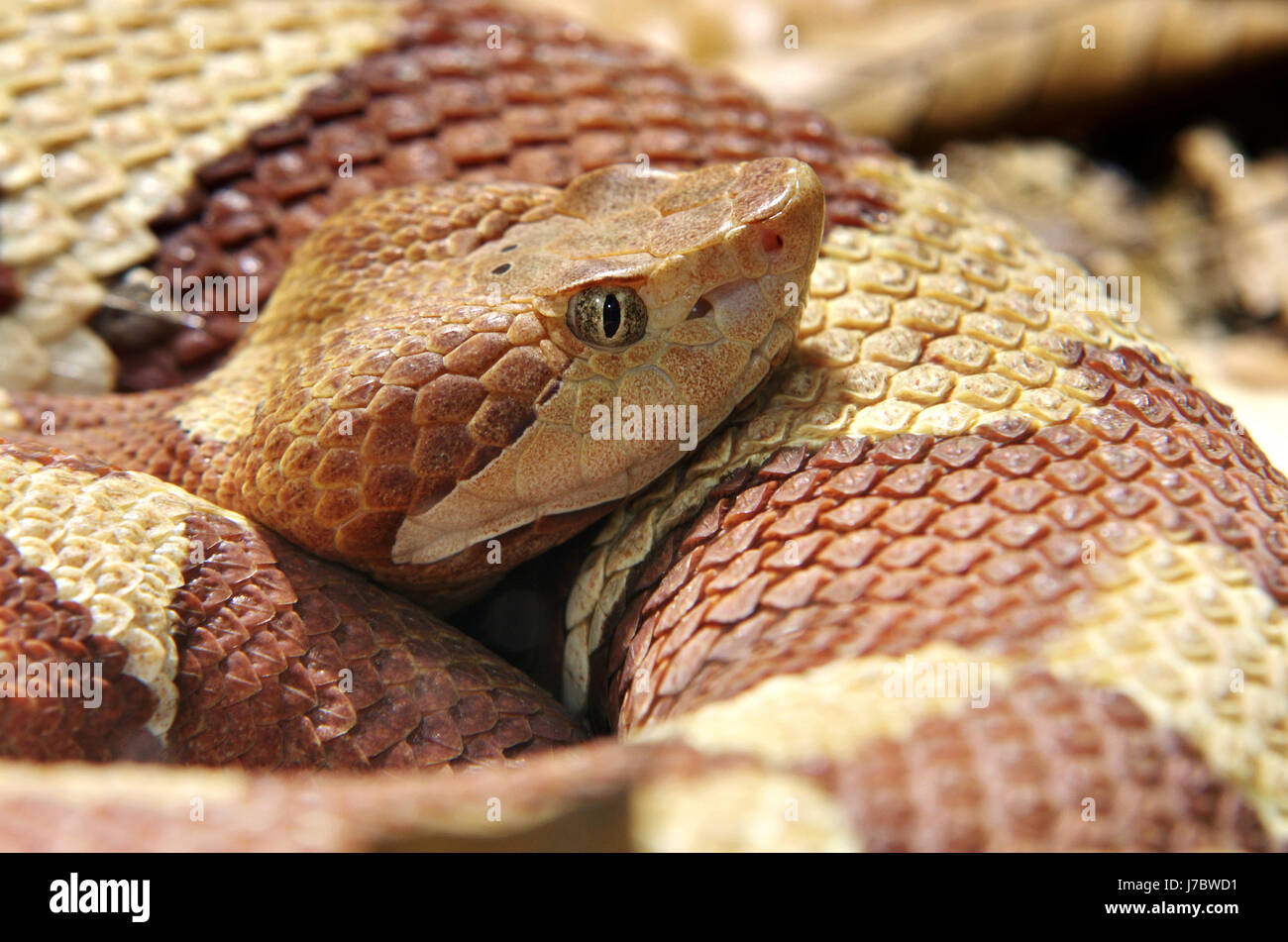 agkistrodon contortrix Stock Photo Alamy