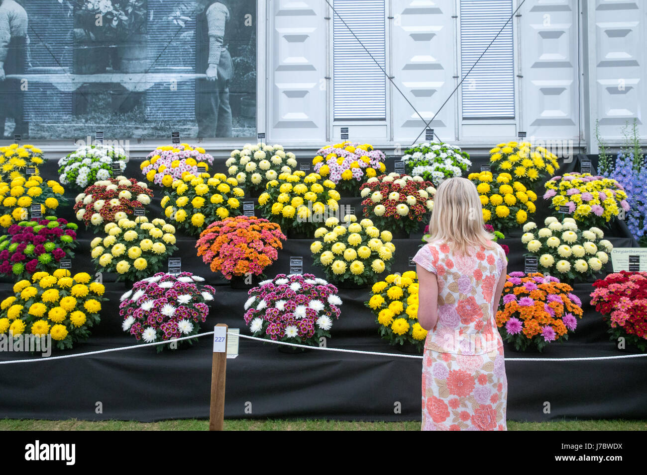 A woman with a floral dress studies a display of Chrysanthemums in the Great Pavilion at the Chelsea Flower Show Stock Photo
