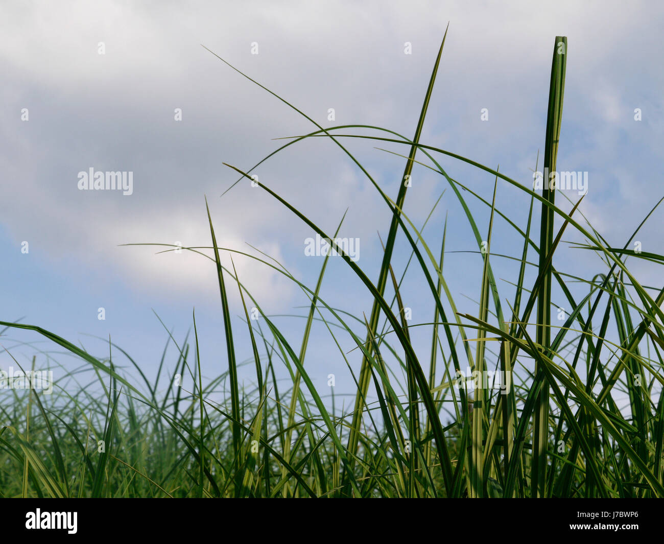 sunlight easter blade of grass meadow grass lawn green sward backdrop ...
