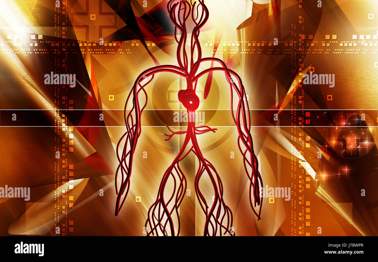 Circulation Graphics object education circulation graphics colour human human being Stock ...