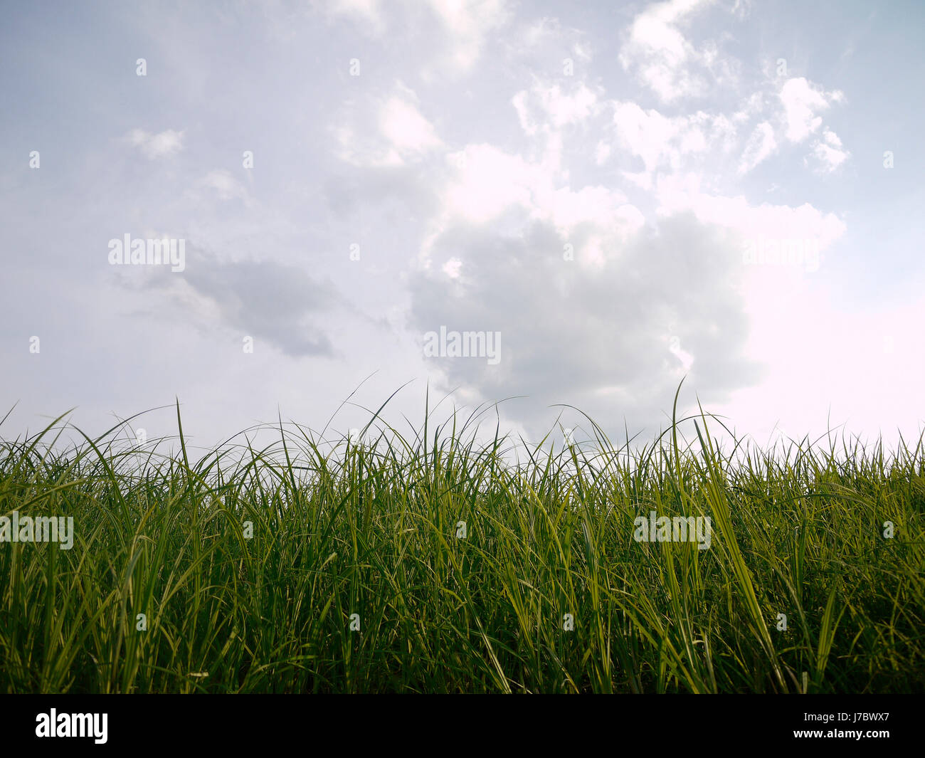 easter blades of grass blade of grass grass sward meadow lawn green ...