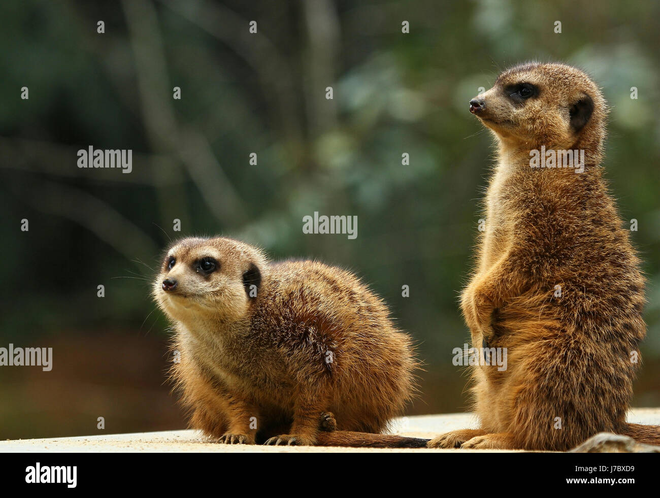 in a twin Stock Photo - Alamy