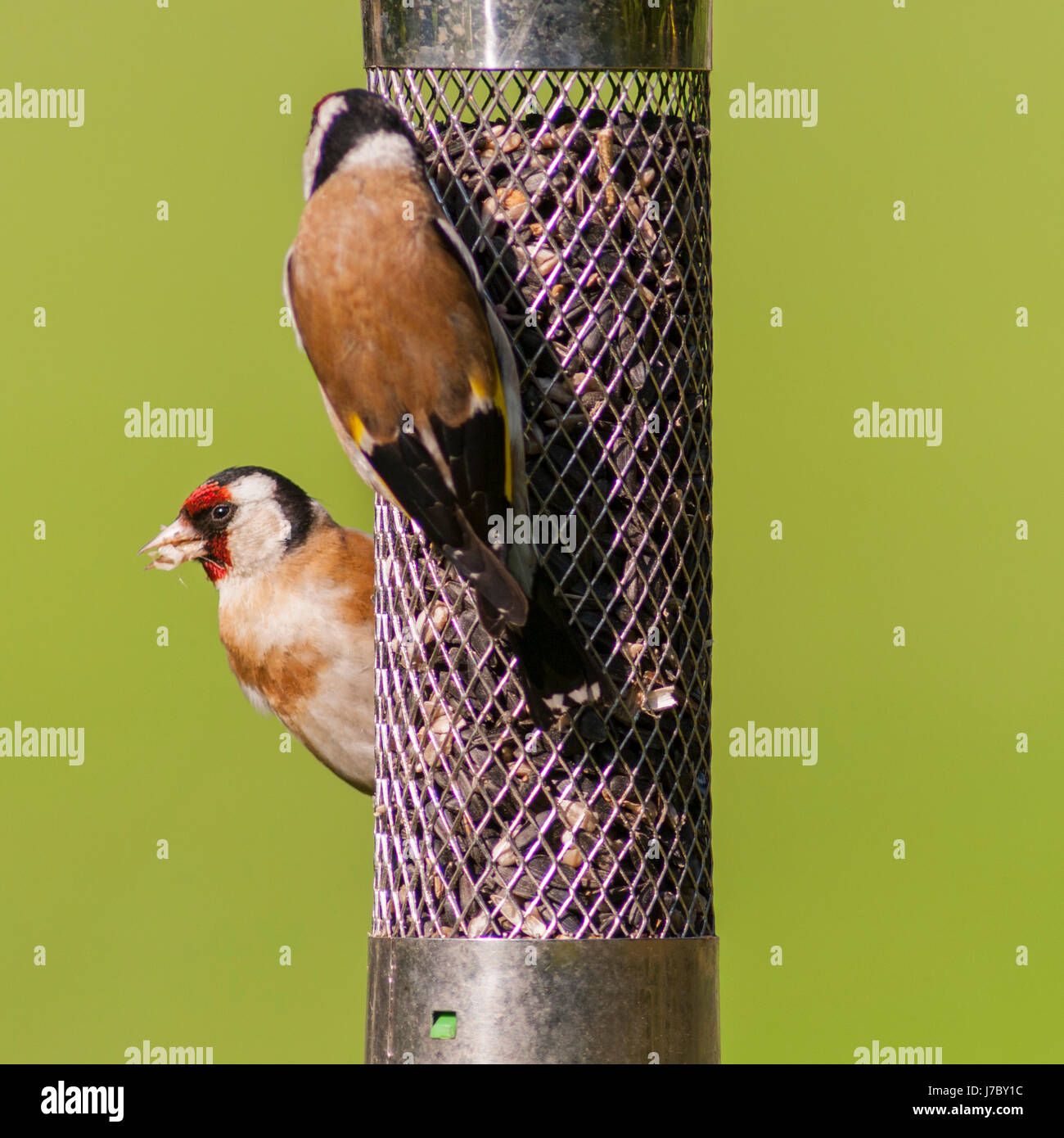 A Goldfinch (Carduelis carduelis) eating sunflower hearts in the Uk Stock Photo