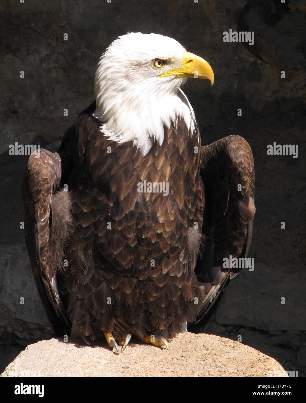 bald eagle (bald eagle Stock Photo - Alamy