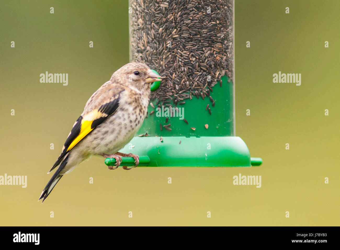 A young Goldfinch (Carduelis carduelis) eating niger seeds in the Uk Stock Photo