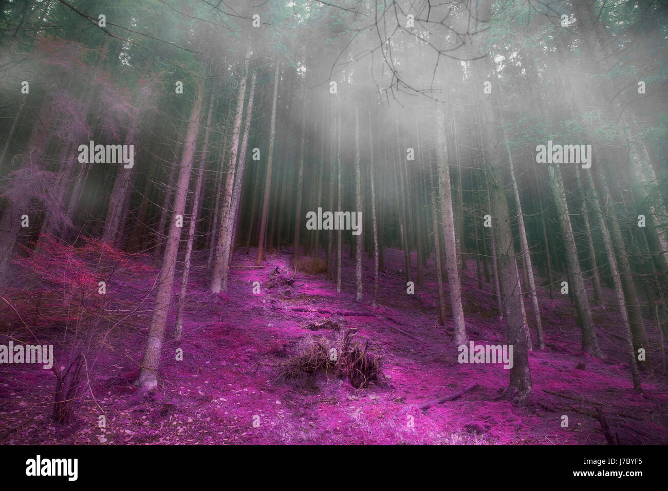 Dark mysterious landscape in hi-res stock photography and images - Alamy