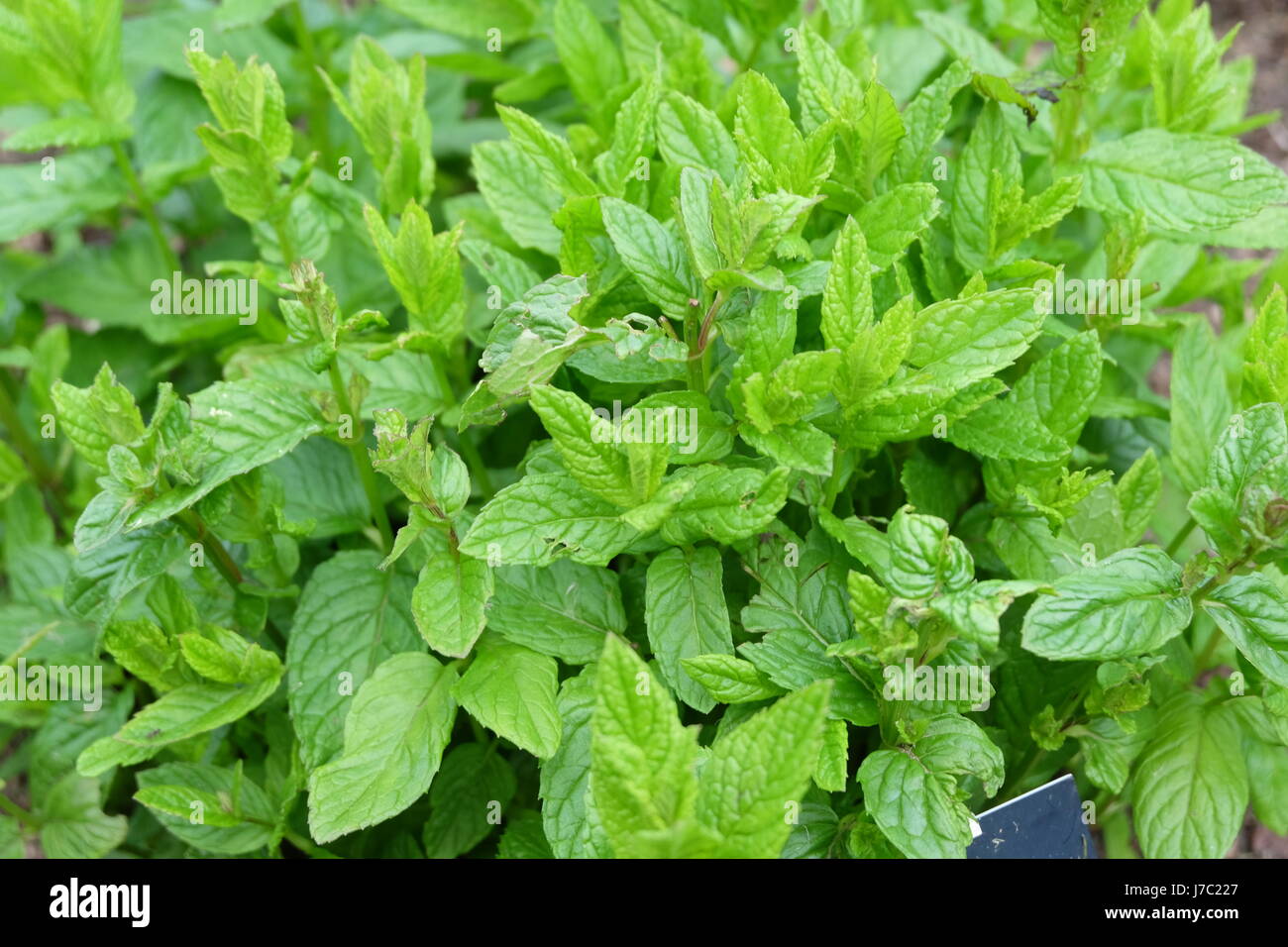 Mint Growing in a Garden Stock Photo