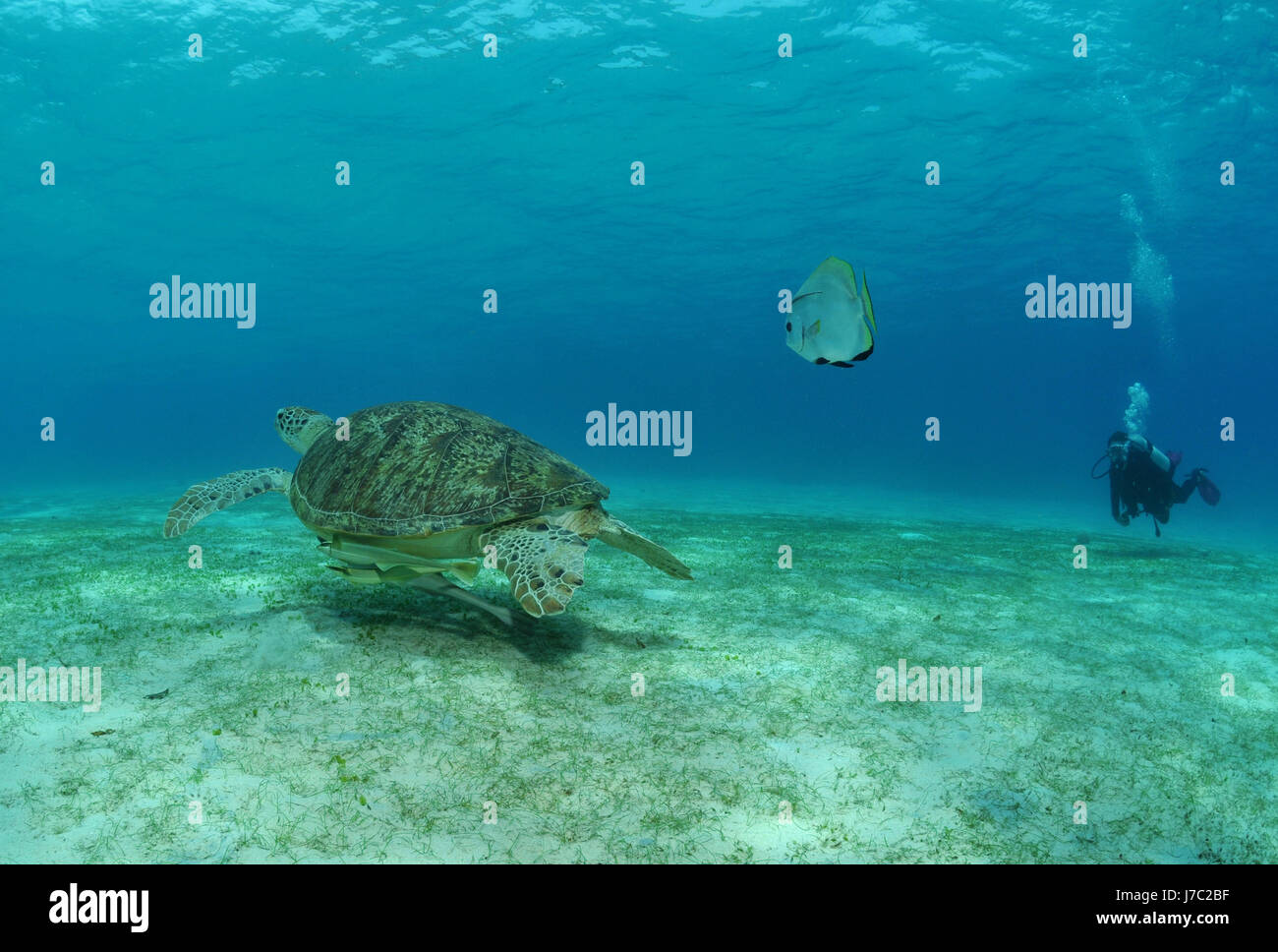 turtle diver tortoise reptile asia fish underwater dive turtle seaweed Stock Photo