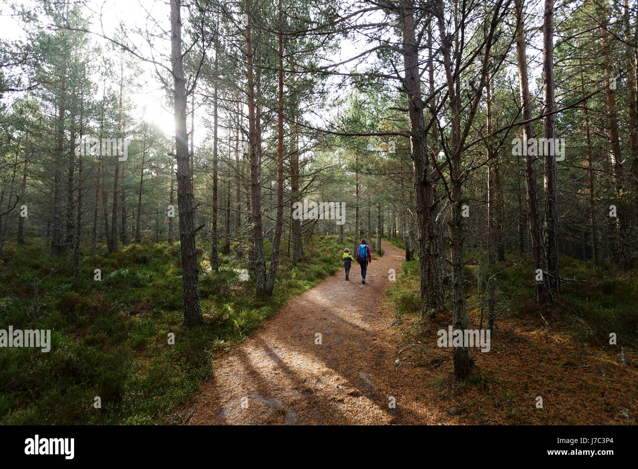 Mother and son hiking in the woods, Cairngorms, Scotland, UK. Stock Photo