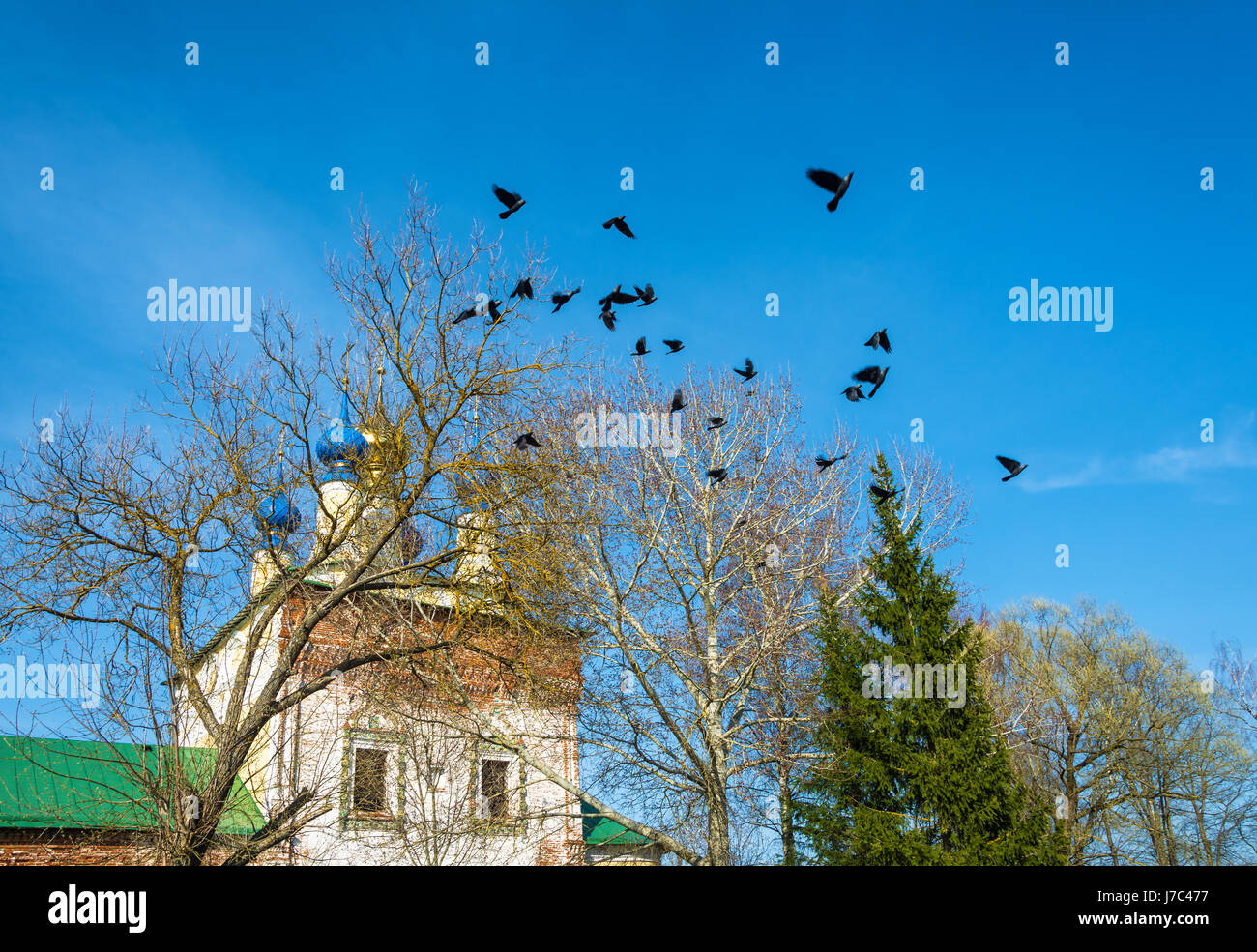 Black crows, the sound of a branchy tree on a background of blue sky and Church domes, Russia. Stock Photo