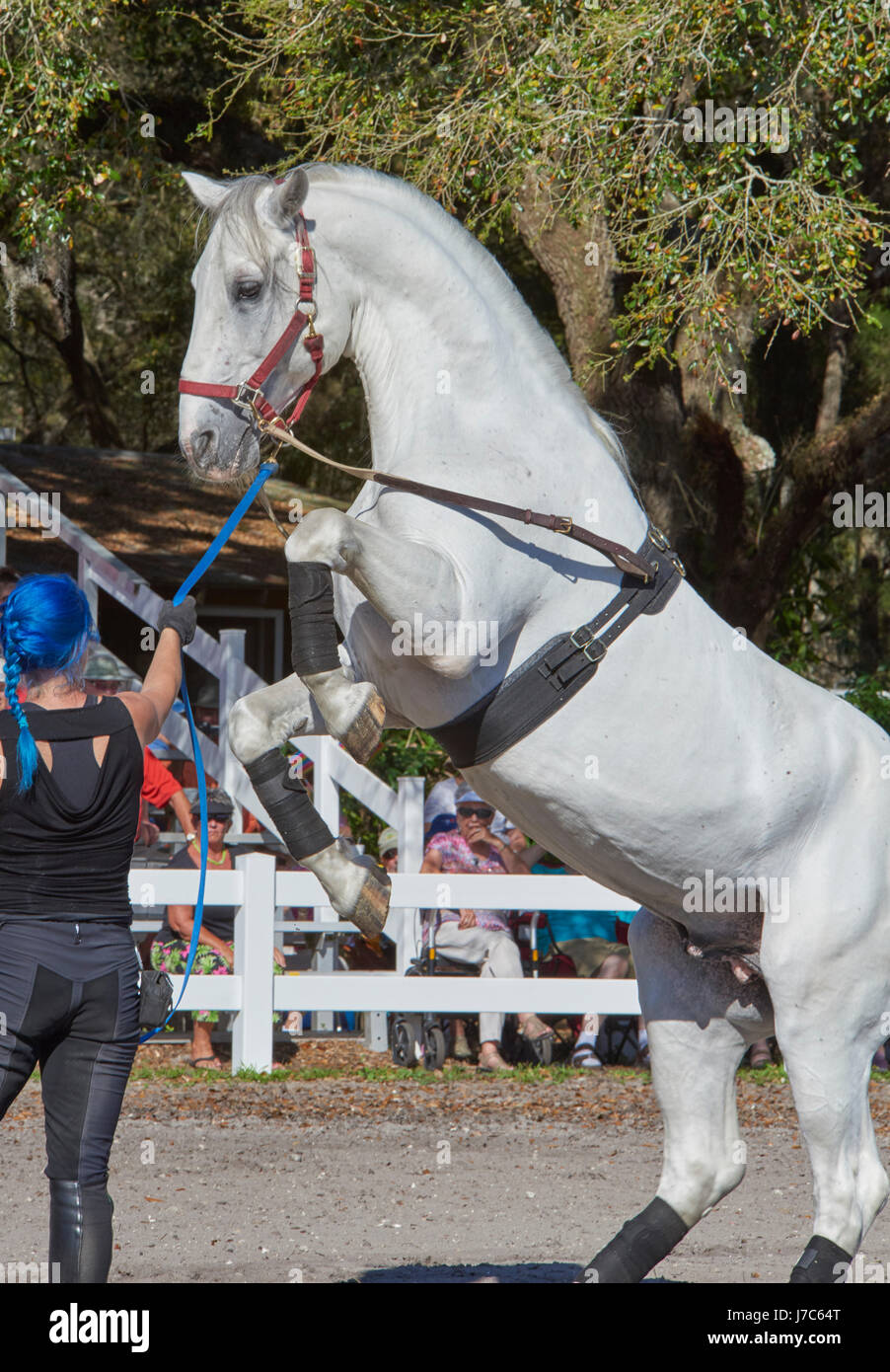 Lipizzan horses in training at Florida Ranch Stock Photo Alamy