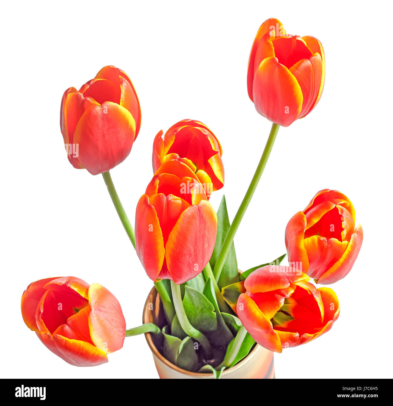 Red tulips flowers with yellow stripes, colored flowerpot, vase, green ...