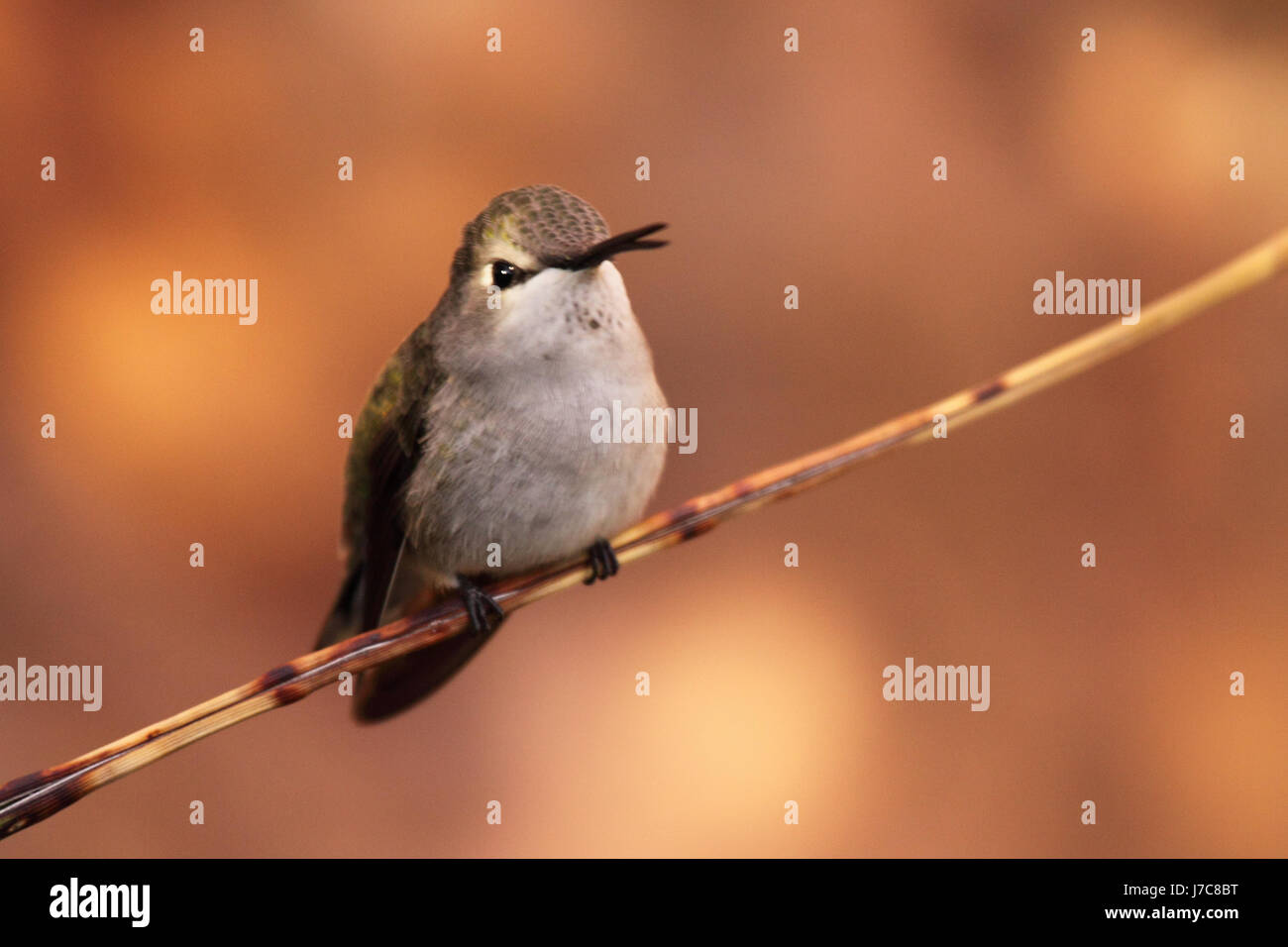 A female Costa's Hummingbird calling from her perch in southern Arizona. Stock Photo