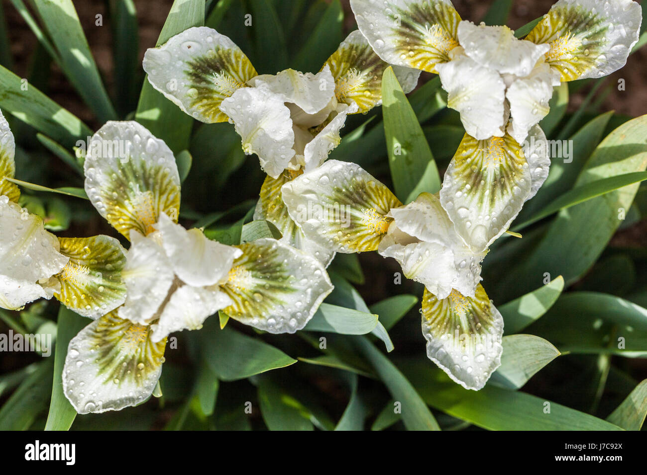 Standard Dwarf Bearded Iris barbata nana Iris 'Green Spot'', Standard ...