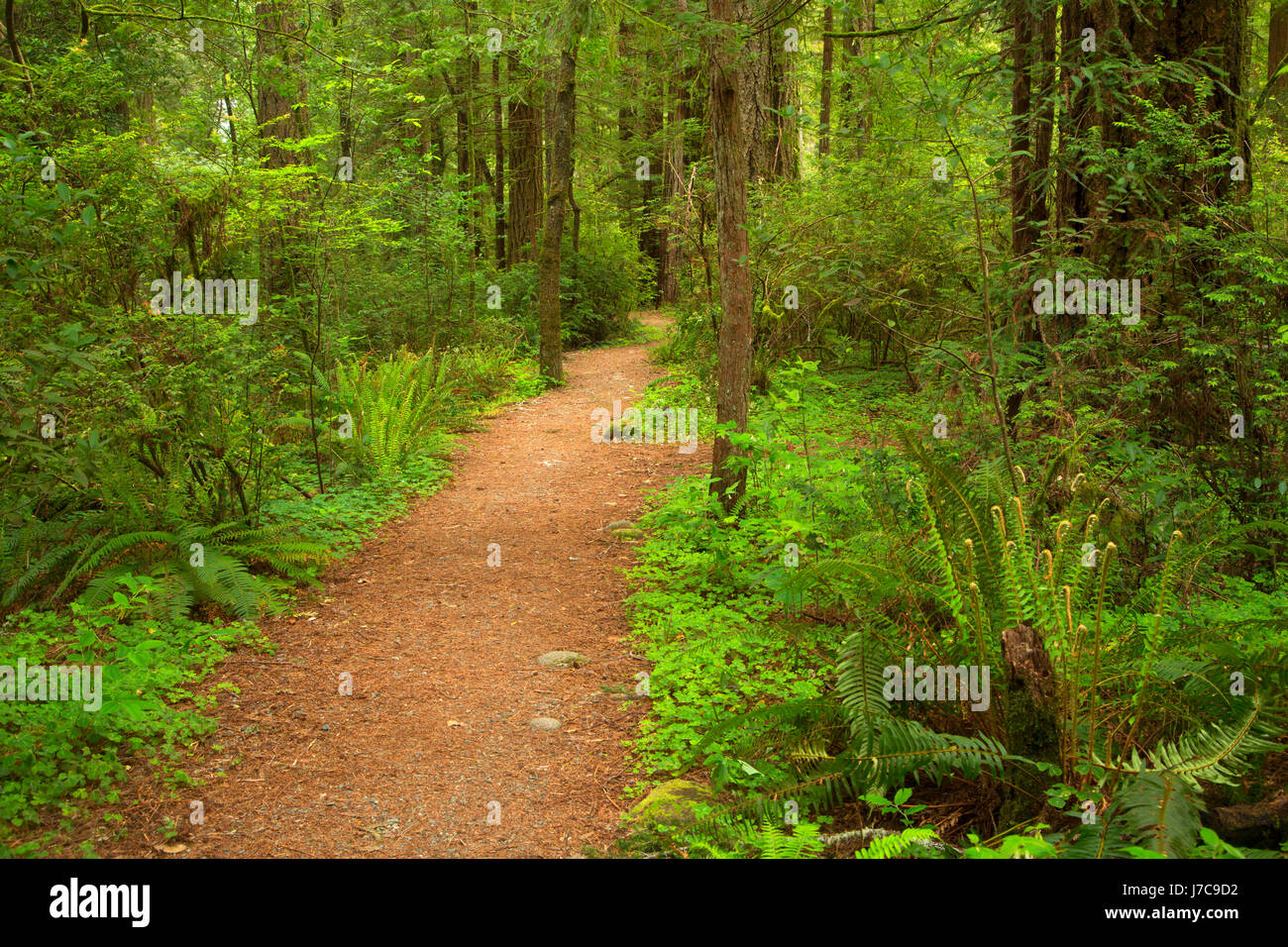 River Beach Trail, Jedediah Smith Redwoods State Park, Redwood National Park, California Stock Photo
