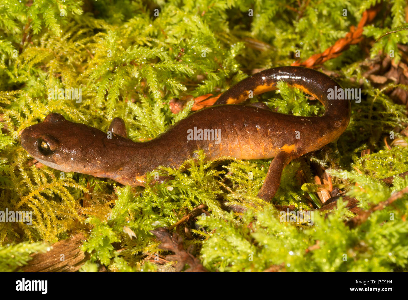 Jedediah Smith Redwoods State Park Stock Photos & Jedediah Smith