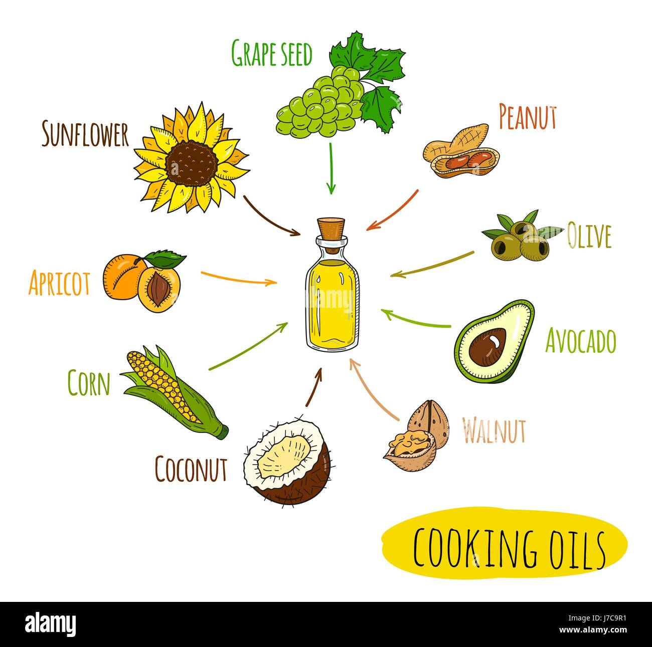 Hand drawn infographic of cooking oil sorts Stock Vector