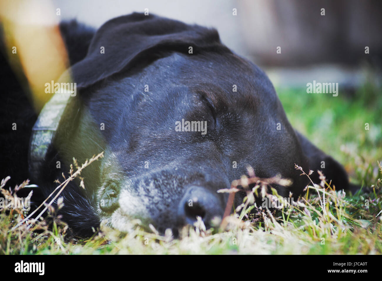 Sleep female dog hires stock photography and images Alamy