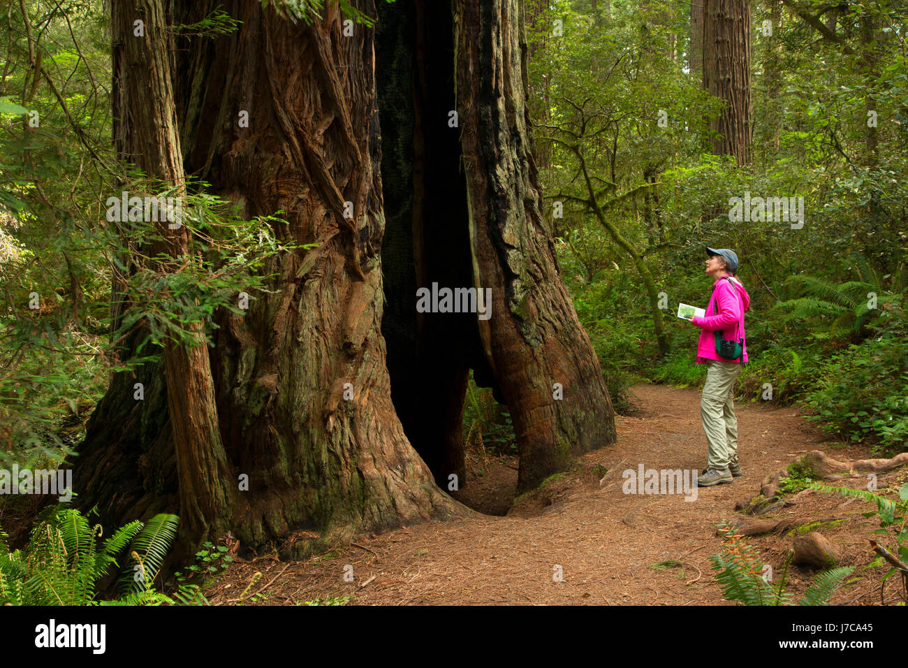 Lady Bird Johnson Grove Trail, Redwood National Park, California Stock