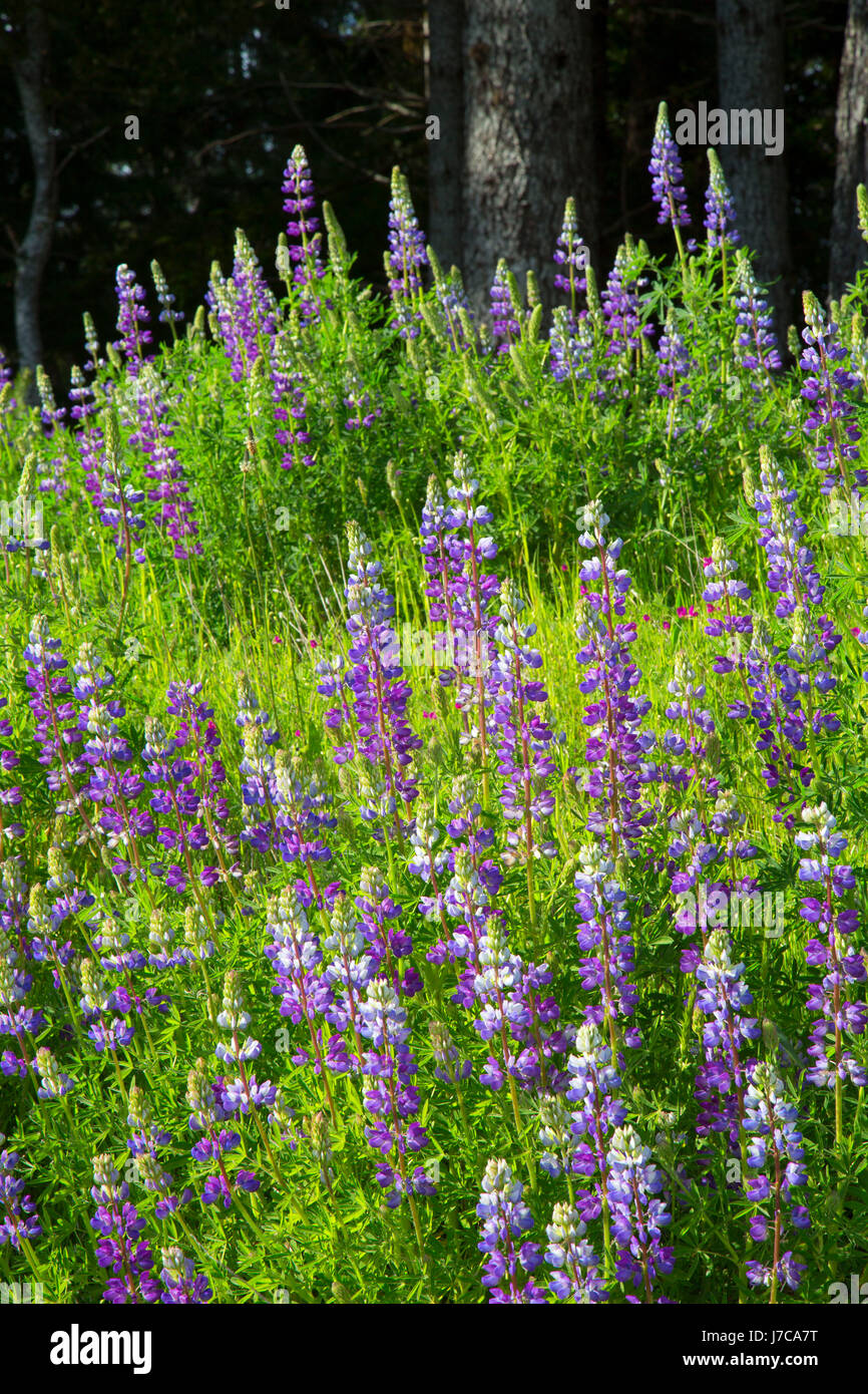 Lupine along Bald Hills Road, Redwood National Park, California Stock