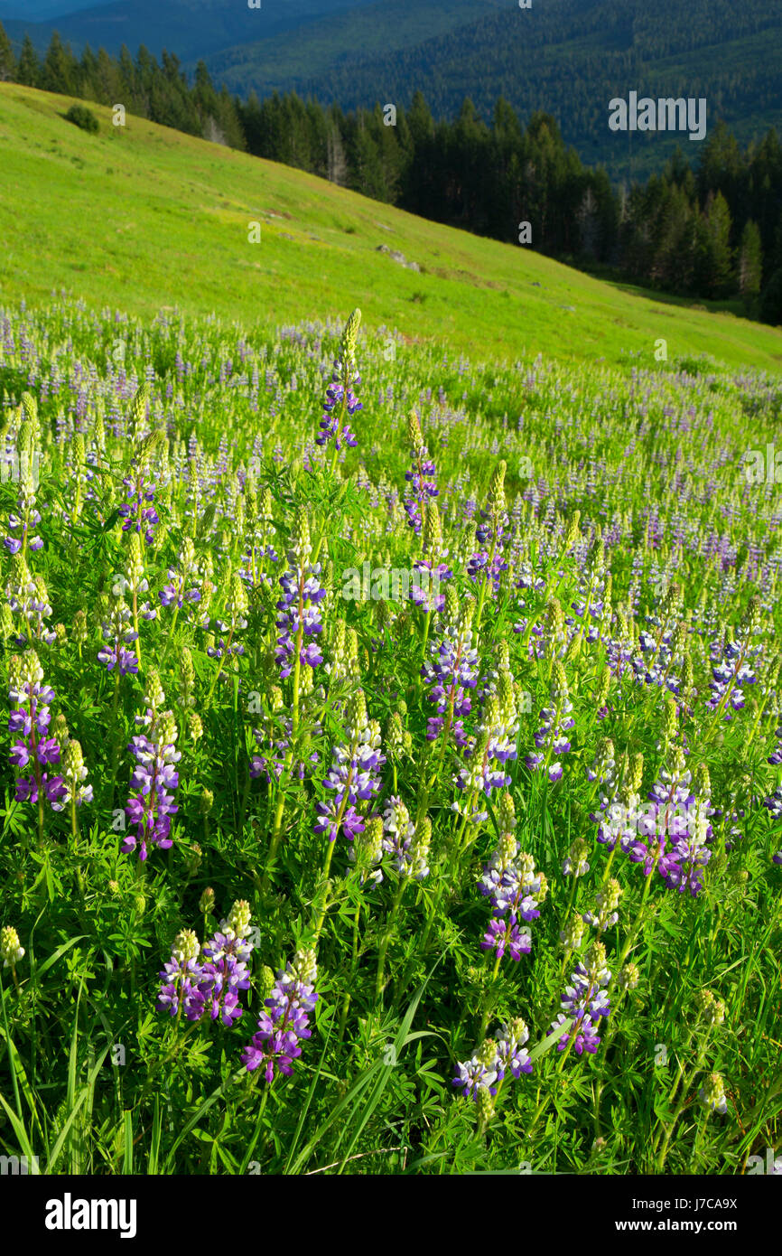 Lupine along Bald Hills Road, Redwood National Park, California Stock Photo Alamy