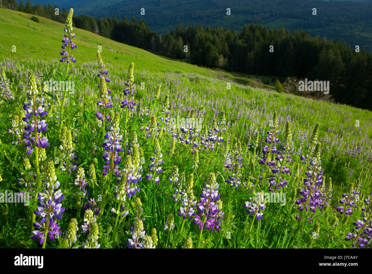 Lupine along Bald Hills Road, Redwood National Park, California Stock