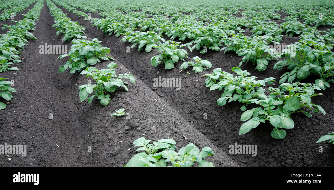 agriculture farming field acre plant potato potatoe row cultivation growth grow Stock Photo Alamy