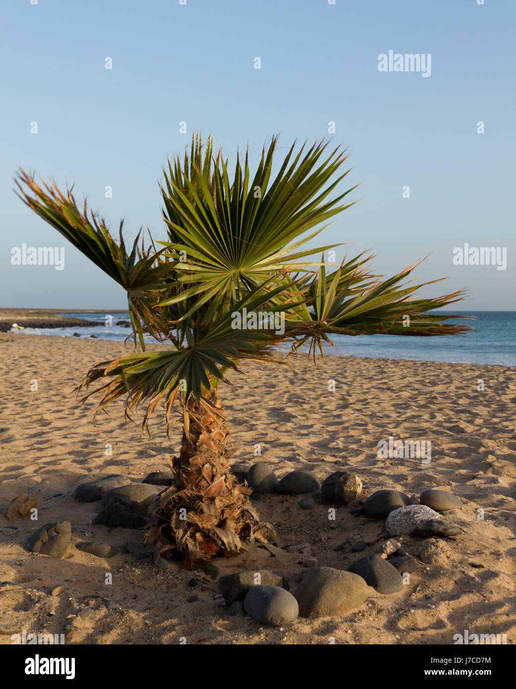 beach seaside the beach seashore coast palm tree salt water sea ocean