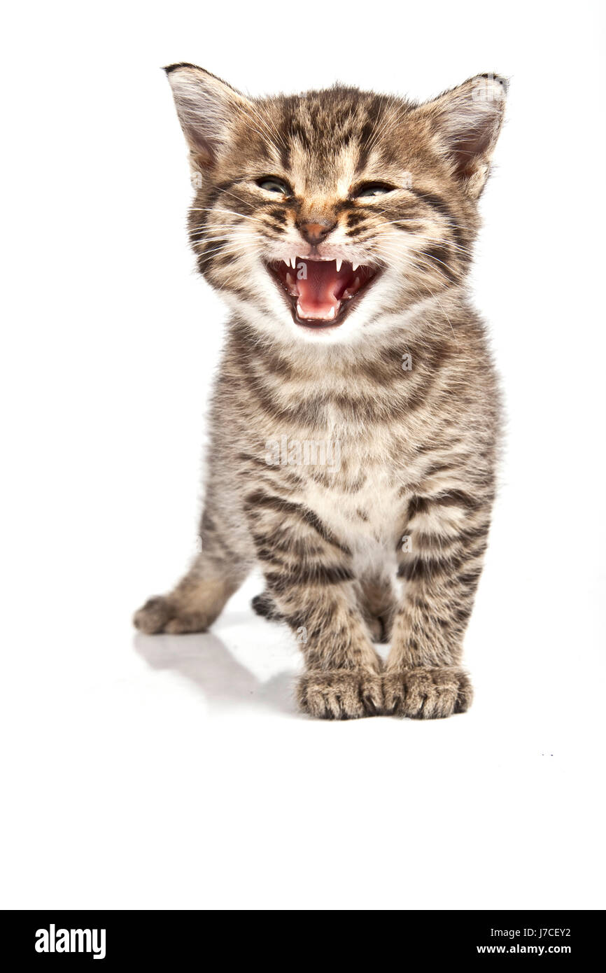 isolated animal pet mammal p…